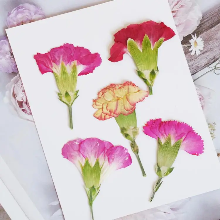 6pcs/4-7cm,Carnation dried flo - Dried Flower Bookmark recension och pris
