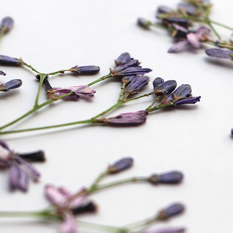 60Pcs Neem Tree Flower Branche - Dried Flower Bookmark recension och pris