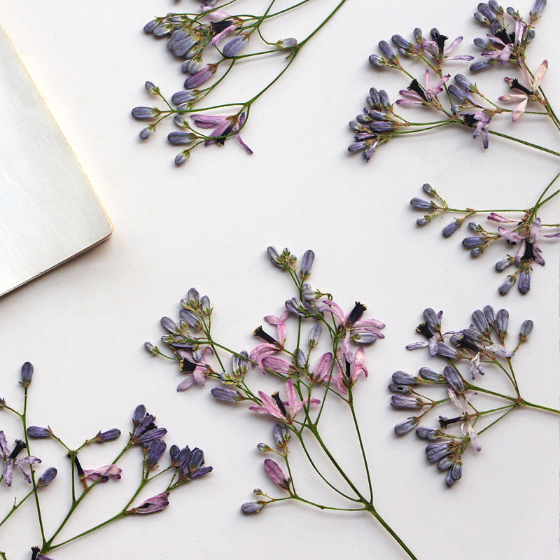 60Pcs Neem Tree Flower Branche - Dried Flower Bookmark recension och pris