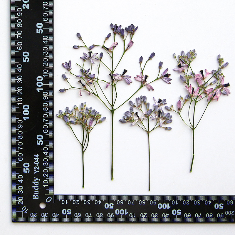 60Pcs Neem Tree Flower Branche - Dried Flower Bookmark recension och pris