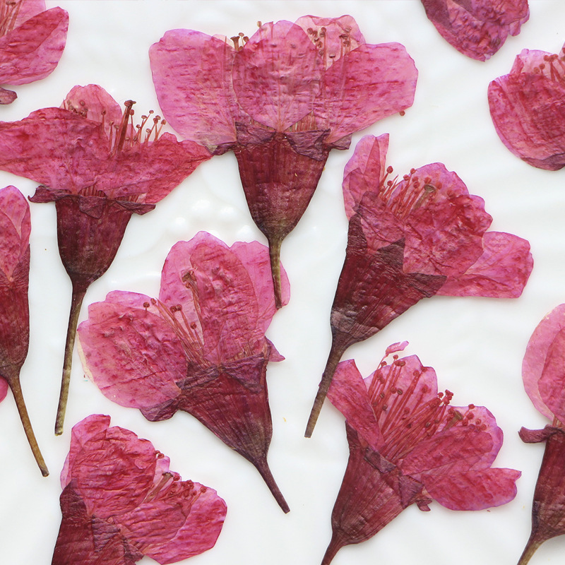 36Pcs Natural Dried Flower Pre - Dried Flower Bookmark recension och pris