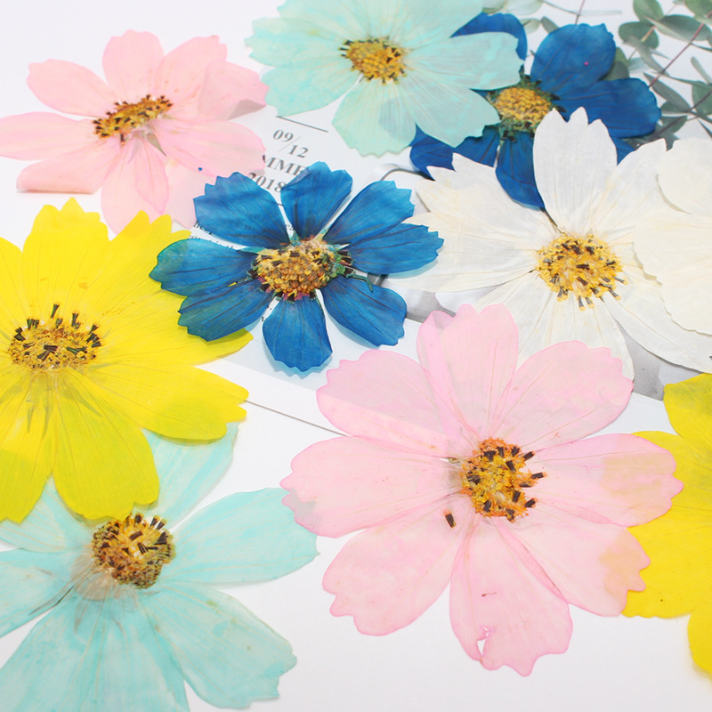 36Pcs Large Cosmos Flower Drie - Dried Flower Bookmark recension och pris